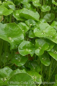 Miners lettuce, Batiquitos Lagoon, Carlsbad, Claytonia perfoliata perfoliata