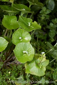 Miners lettuce, Batiquitos Lagoon, Carlsbad, Claytonia perfoliata perfoliata