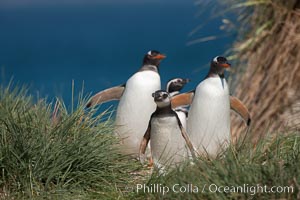 Mixed group of Magellanic and gentoo penguins, walk from the ocean through tall tussock grass to the interior of Carcass Island, Pygoscelis papua, Spheniscus magellanicus