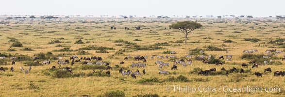 Mixed Herd of Wildebeest and Zebra, aerial photo, Maasai Mara National Reserve, Kenya, Equus quagga