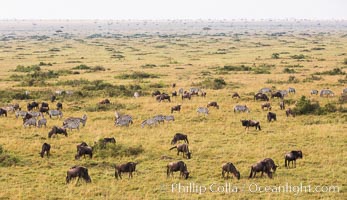 Mixed Herd of Wildebeest and Zebra, aerial photo, Maasai Mara National Reserve, Kenya, Equus quagga