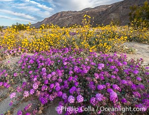 Mixed Wildflowers in the Coyote Canyon Wash During Unusual Winter Bloom in January, fall monsoon rains led to a very unusual winter bloom in December and January in Anza Borrego Desert State Park in 2022/2023, Anza-Borrego Desert State Park, Borrego Springs, California