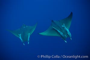 Mobula ray with remora, Mobula, Cocos Island