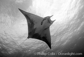 Mobula ray, Mobula, Cocos Island