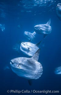 Ocean sunfish schooling near drift kelp, soliciting cleaner fishes, open ocean, Baja California, Mola mola