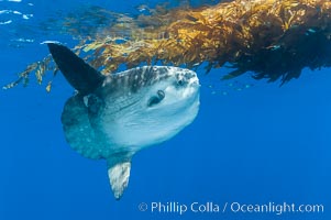 Ocean sunfish hovers near drift kelp to recruite juvenile fish to remove parasites, open ocean, Mola mola, San Diego, California