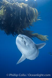 Ocean sunfish referencing drift kelp, open ocean near San Diego, Mola mola