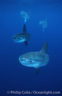 Ocean sunfish schooling, open ocean near San Diego, Mola mola