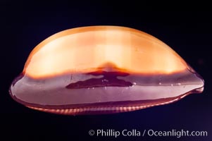 Mole Cowrie, Cypraea talpa