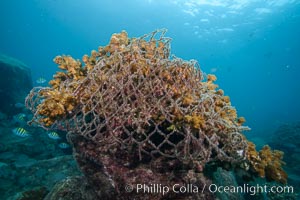 Monofiliment Fishing Net Covers Hard Coral, Isla Espiritu Santo, Sea of Cortez, Baja California, Mexico