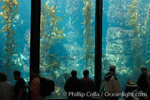 Visitors enjoy the enormous kelp forest tank at the Monterey Bay Aquarium