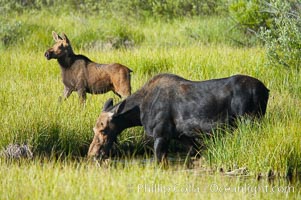 Mother moose grazes in Christian Creek while its calf watches nearby, Alces alces, Grand Teton National Park, Wyoming