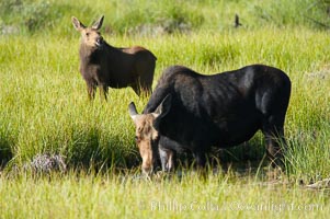 Mother moose grazes in Christian Creek while its calf watches nearby, Alces alces, Grand Teton National Park, Wyoming