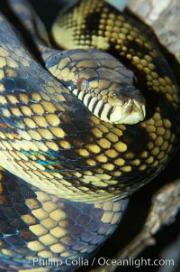 Amethystine python.  The amethystine python is Australias biggest snake.  They are nocturnal and arboreal, inhabiting tropical rainforests, monsoon forests and vine forests, Morelia amethistina