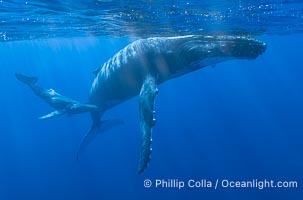 Mother and Calf South Pacific Humpback Whales Underwater, Moorea, French Polynesia, Megaptera novaeangliae