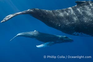 Mother and Calf South Pacific Humpback Whales Underwater, Moorea, French Polynesia, Megaptera novaeangliae