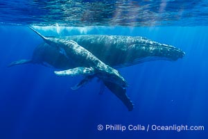 Mother and Calf South Pacific Humpback Whales Underwater, Moorea, French Polynesia, Megaptera novaeangliae