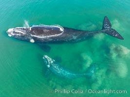 Mother and calf southern right whale stir up sand in shallow water, aerial photo. The water is so shallow that just by swimming the mother and calf can stir up the sand beneath them, Eubalaena australis, Puerto Piramides, Chubut, Argentina