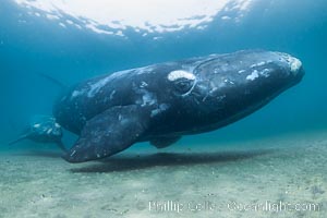 Mother and calf southern right whales underwater, swimming over sandy shallow bottom, Eubalaena australis, Puerto Piramides, Chubut, Argentina