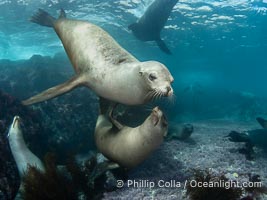 A mother California sea lion and her pup, underwater at the Coronado Islands, Mexico. Mothers and pups spend much time together with the mother teaching her young padawan learner how to pursue prey, Zalophus californianus, Coronado Islands (Islas Coronado)