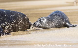 A mother Pacific harbor seal nuzzles her pup, born only a few hours earlier. The pup must bond and imprint on its mother quickly, and the pair will constantly nuzzle and rub against one another in order to solidify that bond, Phoca vitulina richardsi, La Jolla, California