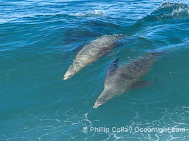 Mother sea lion teaches her young pup to bodysurf on waves, La Jolla, California