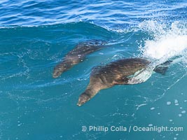 Mother sea lion teaches her young pup to bodysurf on waves, La Jolla, California