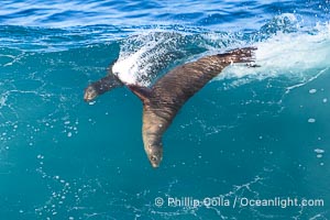 Mother sea lion teaches her young pup to bodysurf on waves, La Jolla, California