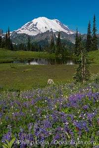 Mount Rainier and alpine wildflowers, Tipsoo Lakes, Mount Rainier National Park, Washington