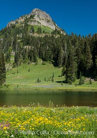 Mount Rainier and alpine wildflowers, Tipsoo Lakes, Mount Rainier National Park, Washington