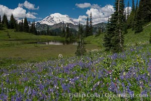 Mount Rainier and alpine wildflowers, Tipsoo Lakes, Mount Rainier National Park, Washington