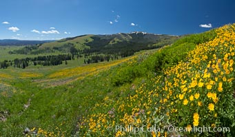 Wildflowers on Mount Washburn, on the north side of Dunraven Pass near Tower Junction, Helianthella uniflora, Yellowstone National Park, Wyoming