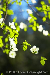 Mountain dogwood, or Pacific dogwood, Yosemite Valley, Cornus nuttallii, Yosemite National Park, California