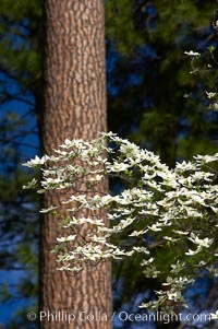 Mountain dogwood, or Pacific dogwood, Yosemite Valley, Cornus nuttallii, Yosemite National Park, California