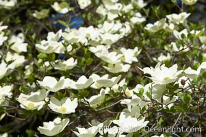 Mountain dogwood, or Pacific dogwood, Yosemite Valley, Cornus nuttallii, Yosemite National Park, California