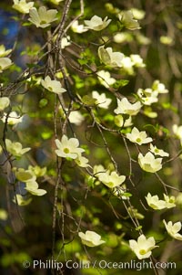 Mountain dogwood, or Pacific dogwood, Yosemite Valley, Cornus nuttallii, Yosemite National Park, California