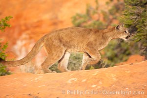 Mountain lion, Puma concolor