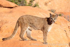 Mountain lion, Puma concolor