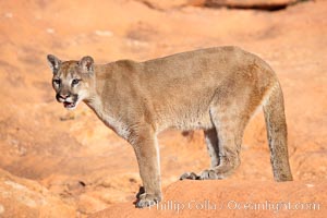 Mountain lion, Puma concolor