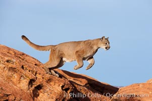 Mountain lion leaping, Puma concolor