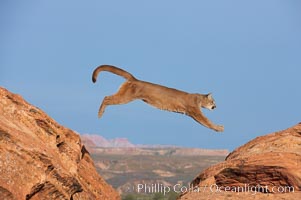 Mountain lion leaping, Puma concolor