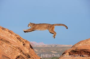 Mountain lion leaping, Puma concolor