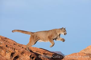 Mountain lion leaping, Puma concolor