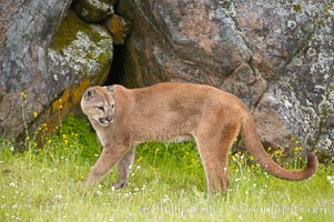 Mountain lion, Sierra Nevada foothills, Mariposa, California, Puma concolor