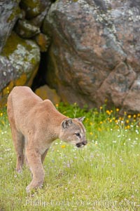 Mountain lion, Sierra Nevada foothills, Mariposa, California, Puma concolor