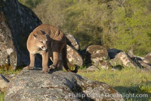 Mountain lion, Sierra Nevada foothills, Mariposa, California, Puma concolor