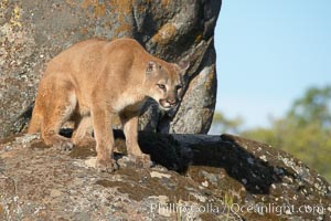 Mountain lion, Sierra Nevada foothills, Mariposa, California, Puma concolor