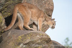 Mountain lion, Sierra Nevada foothills, Mariposa, California, Puma concolor