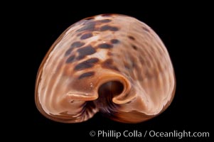 Mouse Cowrie, Cypraea mus