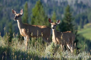 Black-tail deer (mule deer), Odocoileus hemionus, Lamar Valley, Yellowstone National Park, Wyoming